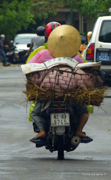 4 cochons en vadrouille - Hoi An - Vietnam